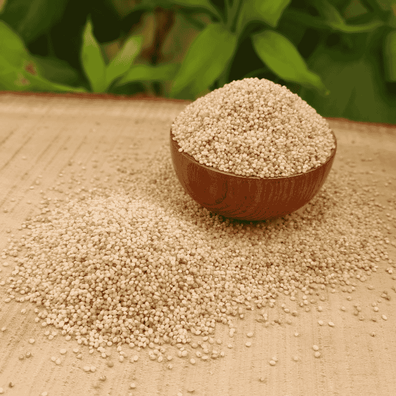 Naturally Harvested Barnyard Millet Grains Showing Authentic Texture Freshness and Premium Heritage Quality by Sirigrains