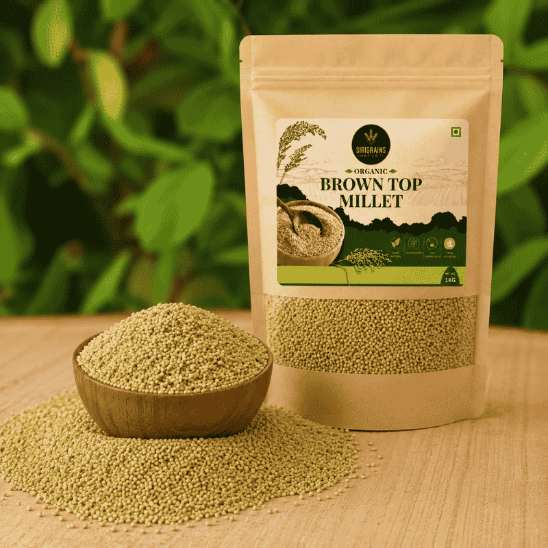 Naturally Harvested Browntop Millet Grains Showing Authentic Texture Freshness and Heritage Grain Quality by Sirigrains