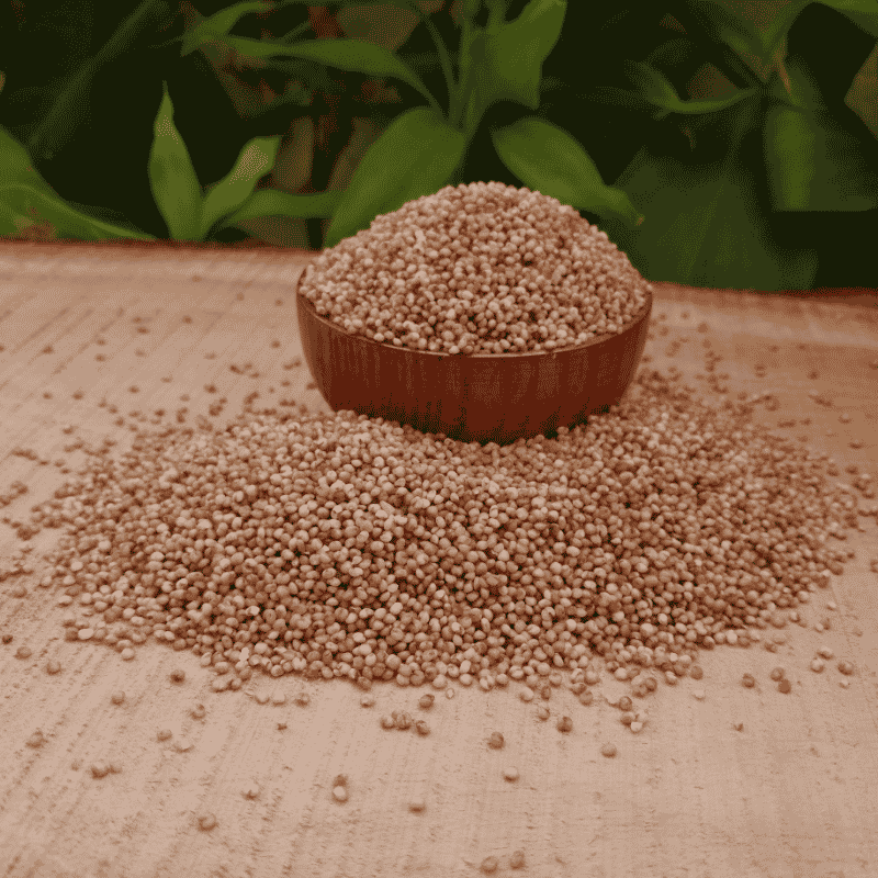 Carefully Selected Organic Kodo Millet Grains Showing Natural Texture Freshness and Heritage Grain Quality by Sirigrains