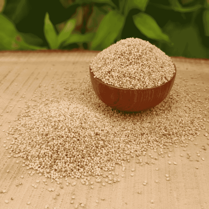 Carefully Selected Little Millet Grains Displaying Natural Texture Freshness and Authentic Heritage Grain Quality by Sirigrains