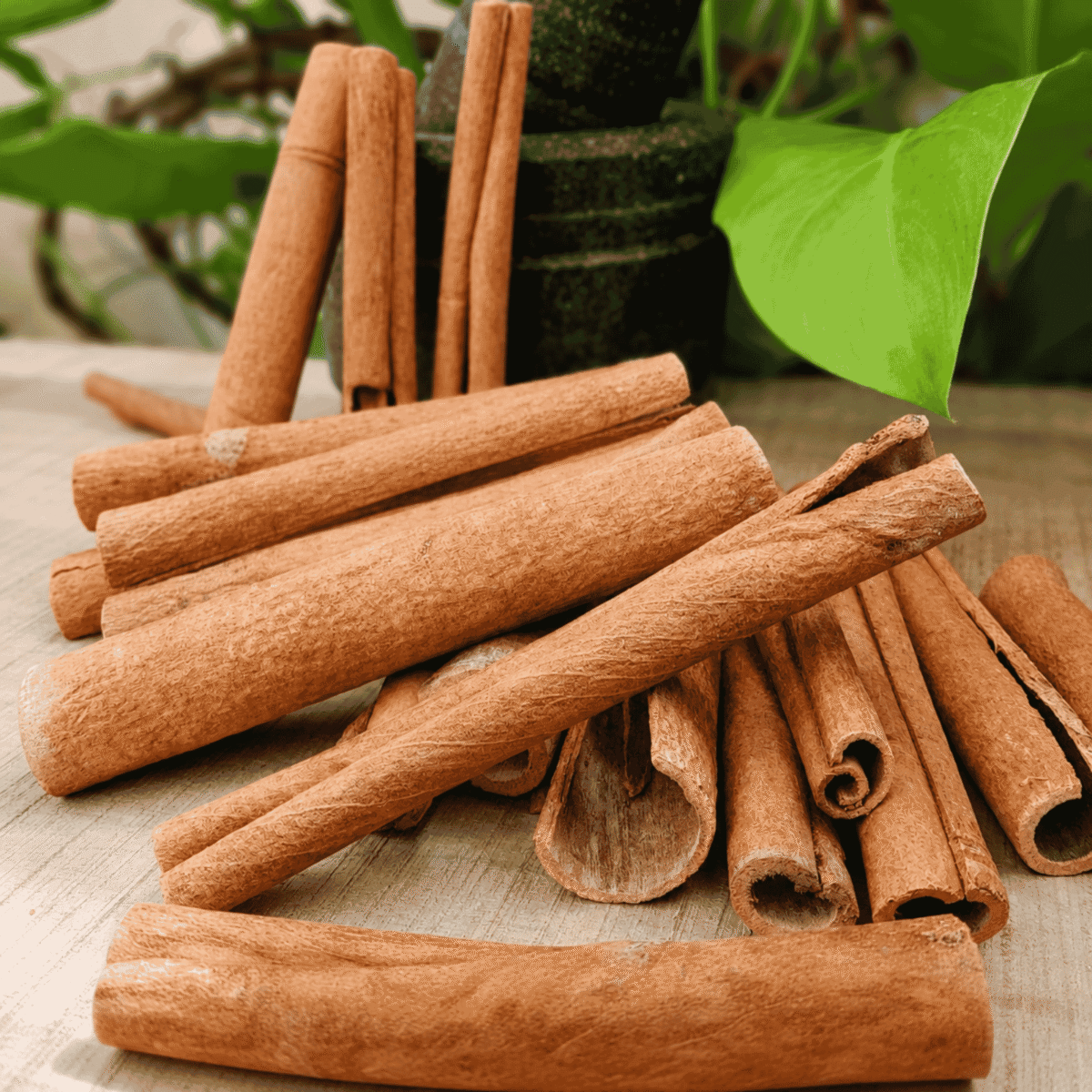 Natural Cinnamon Sticks Dalchini in Wooden Bowl Premium Whole Cinnamon Spice by Sirigrains